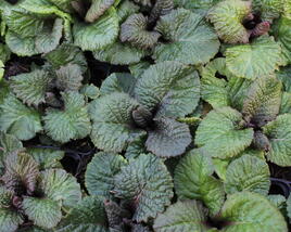 Prvosenka 'Wanda Himbeererrote'