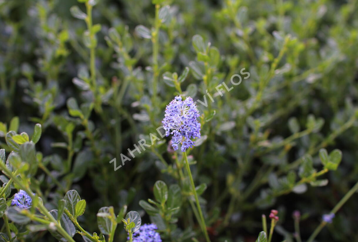 Latnatec 'Victoria' - Ceanothus × delilianus 'Victoria'