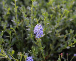 Latnatec 'Victoria'