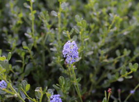 Latnatec 'Victoria' - Ceanothus × delilianus 'Victoria'