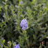Ceanothus × delilianus 'Victoria'_1.JPG