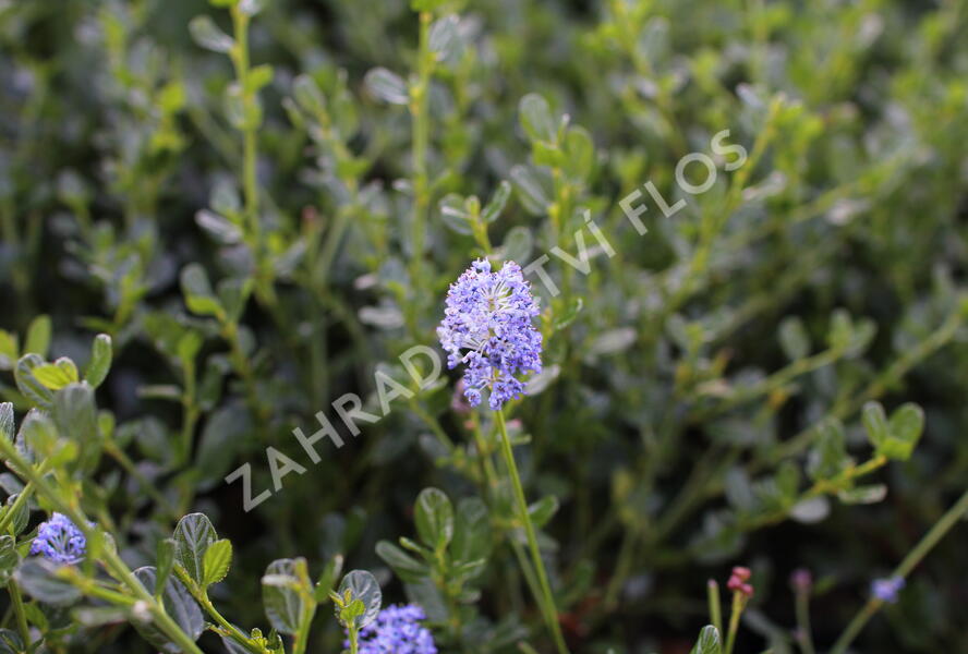 Latnatec 'Victoria' - Ceanothus × delilianus 'Victoria'