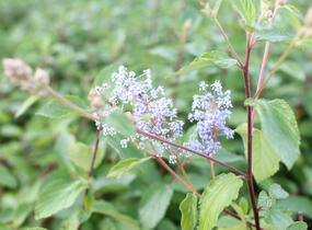 Latnatec 'Gloire de Versailles' - Ceanothus × delilianus 'Gloire de Versailles'