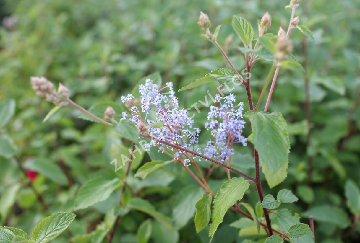 Latnatec 'Gloire de Versailles' - Ceanothus × delilianus 'Gloire de Versailles'