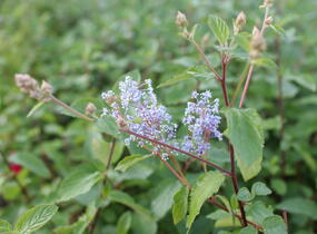 Latnatec 'Gloire de Versailles' - Ceanothus × delilianus 'Gloire de Versailles'