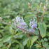 Ceanothus × delilianus 'Gloire de Versailles'_2.JPG