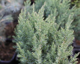 Jalovec obecný 'Arnold'