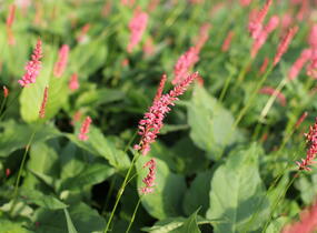 Rdesno objímavé 'Flamingo Feathers' - Bistorta amplexicaulis 'Flamingo Feathers'