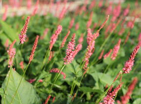 Rdesno objímavé 'Flamingo Feathers' - Bistorta amplexicaulis 'Flamingo Feathers'