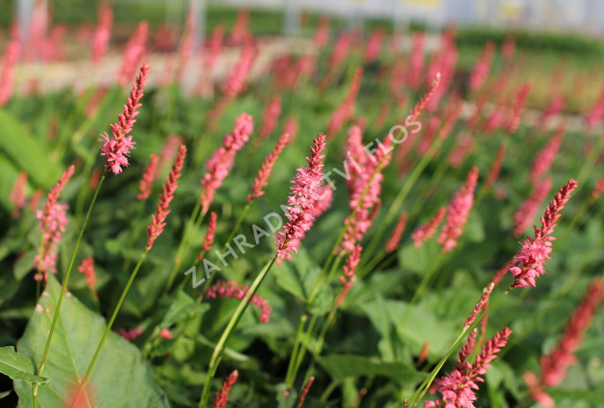 Rdesno objímavé 'Flamingo Feathers' - Bistorta amplexicaulis 'Flamingo Feathers'