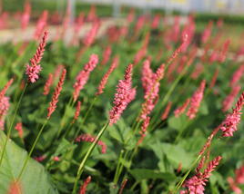Rdesno objímavé 'Flamingo Feathers'