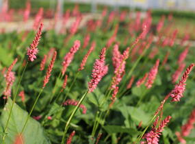 Rdesno objímavé 'Flamingo Feathers' - Bistorta amplexicaulis 'Flamingo Feathers'