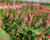 Rdesno objímavé 'Flamingo Feathers'