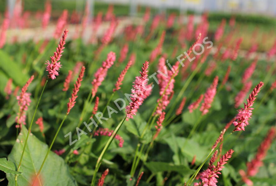 Rdesno objímavé 'Flamingo Feathers' - Bistorta amplexicaulis 'Flamingo Feathers'