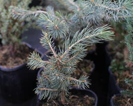 Smrk pichlavý 'Glauca Majestic Blue'