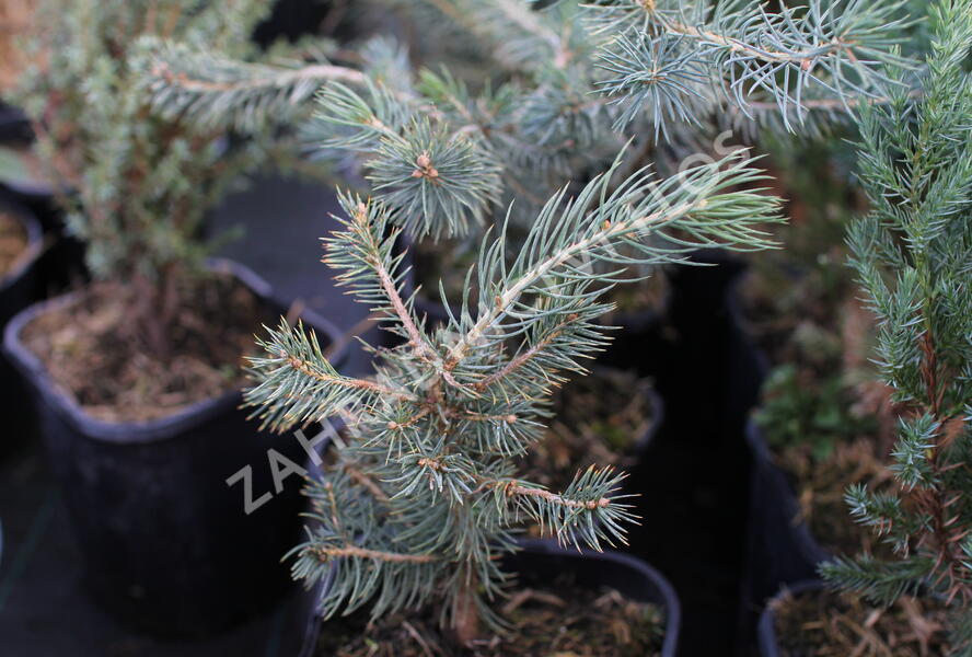 Smrk pichlavý 'Glauca Majestic Blue' - Picea pungens 'Glauca Majestic Blue'
