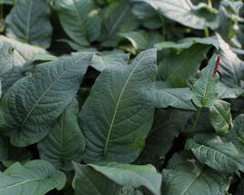 Rdesno objímavé 'Rosea'