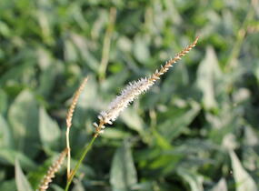 Rdesno objímavé 'White Eastfield' - Bistorta amplexicaulis 'White Eastfield'