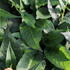 Bistorta amplexicaulis 'White Eastfield'_2.JPG