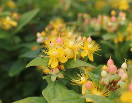 Hypericum inodorum Magical 'Beauty'