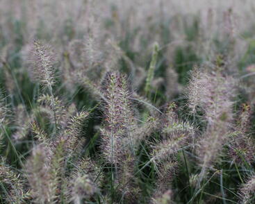 Pennisetum alopecuroides Little Bunny_1.JPG