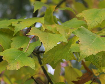 Acer rubrum Scanlon (2).JPG