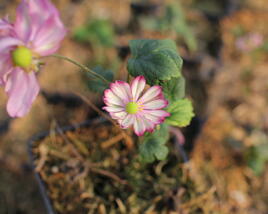 Sasanka 'Harlequin Pastel'