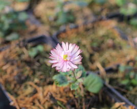 Sasanka 'Puff Pink'