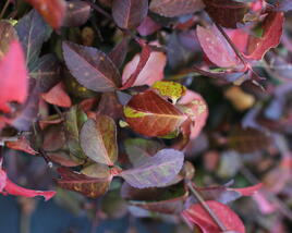 Brslen Fortuneův 'Hort's Blaze'