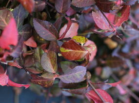 Brslen Fortuneův 'Hort's Blaze' - Euonymus fortunei 'Hort's Blaze'