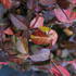 Euonymus_fortunei_Horts_Blaze_1.jpg