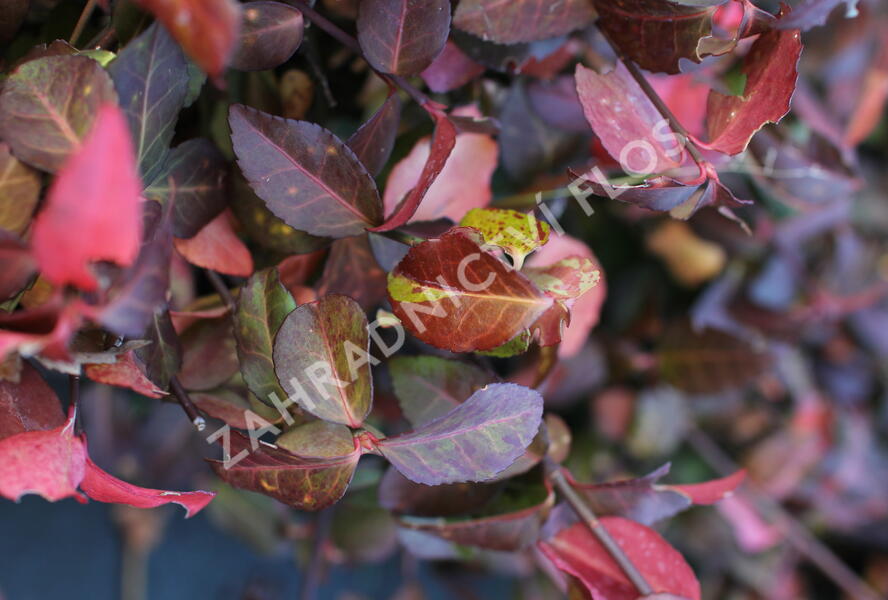 Brslen Fortuneův 'Hort's Blaze' - Euonymus fortunei 'Hort's Blaze'