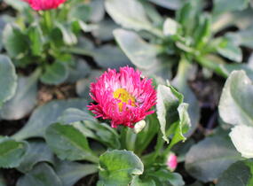 Sedmikráska chudobka 'Bam Bam Red' - Bellis perennis 'Bam Bam Red'