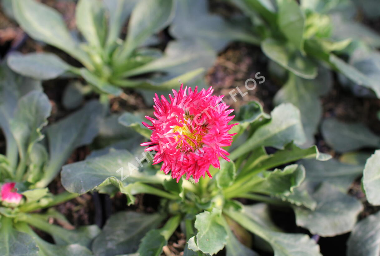 Sedmikráska chudobka 'Bam Bam Red' - Bellis perennis 'Bam Bam Red'