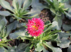 Sedmikráska chudobka 'Bam Bam Red' - Bellis perennis 'Bam Bam Red'