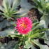 Bellis_perennis_Bam_Bam_Red_2.jpg