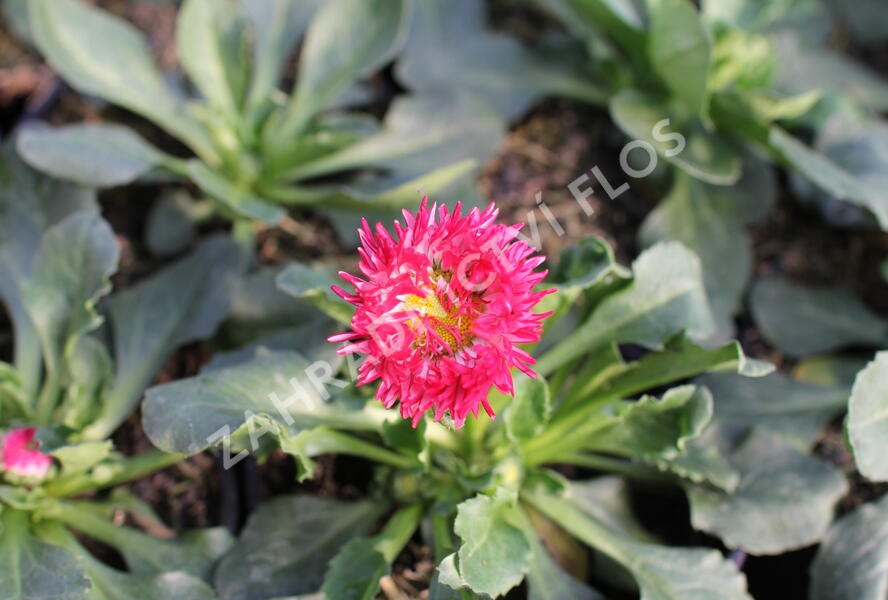 Sedmikráska chudobka 'Bam Bam Red' - Bellis perennis 'Bam Bam Red'