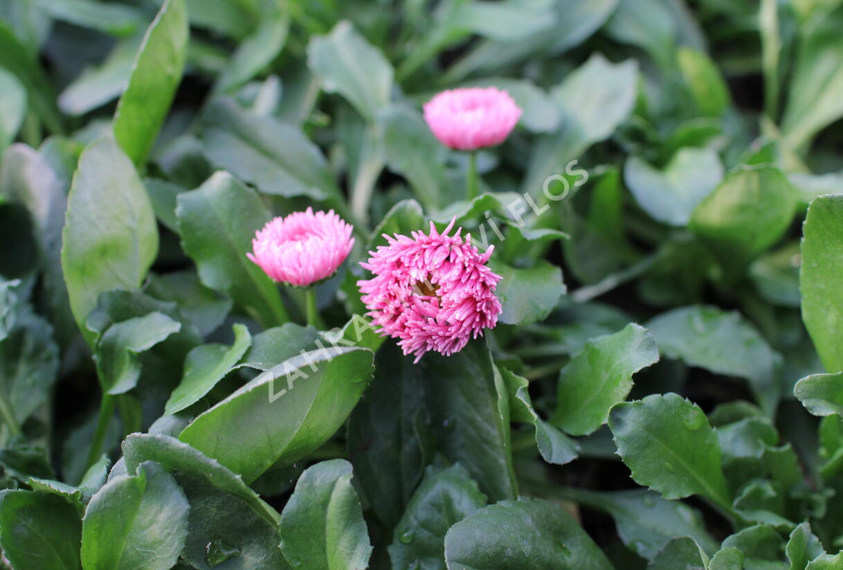 Sedmikráska chudobka 'Bam Bam Rose Shades' - Bellis perennis 'Bam Bam Rose Shades'