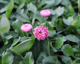 Sedmikráska chudobka 'Bam Bam Rose Shades'