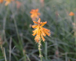Kleopatřina jehla 'Poco Orange'