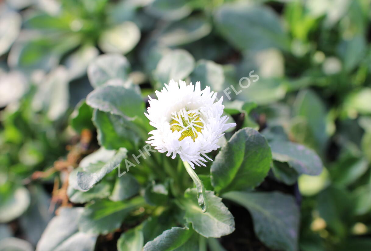 Sedmikráska chudobka 'Bam Bam White Blush' - Bellis perennis 'Bam Bam White Blush'