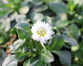 Sedmikráska chudobka 'Bam Bam White Blush'