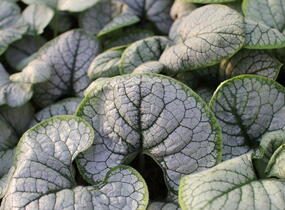 Pomněnkovec velkolistý 'Silver Heart' - Brunnera macrophylla 'Silver Heart'
