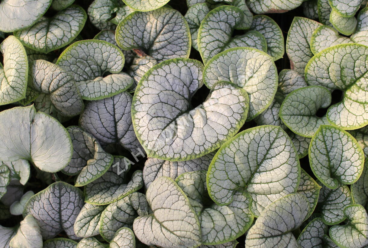 Pomněnkovec velkolistý 'Silver Heart' - Brunnera macrophylla 'Silver Heart'