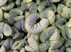 Pomněnkovec velkolistý 'Silver Heart' - Brunnera macrophylla 'Silver Heart'