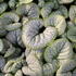 Brunnera_macrophylla_Silver_Heart_2.jpg