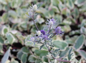 Máčka plocholistá 'Jade Frost' - Eryngium planum 'Jade Frost'