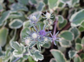 Máčka plocholistá 'Jade Frost' - Eryngium planum 'Jade Frost'