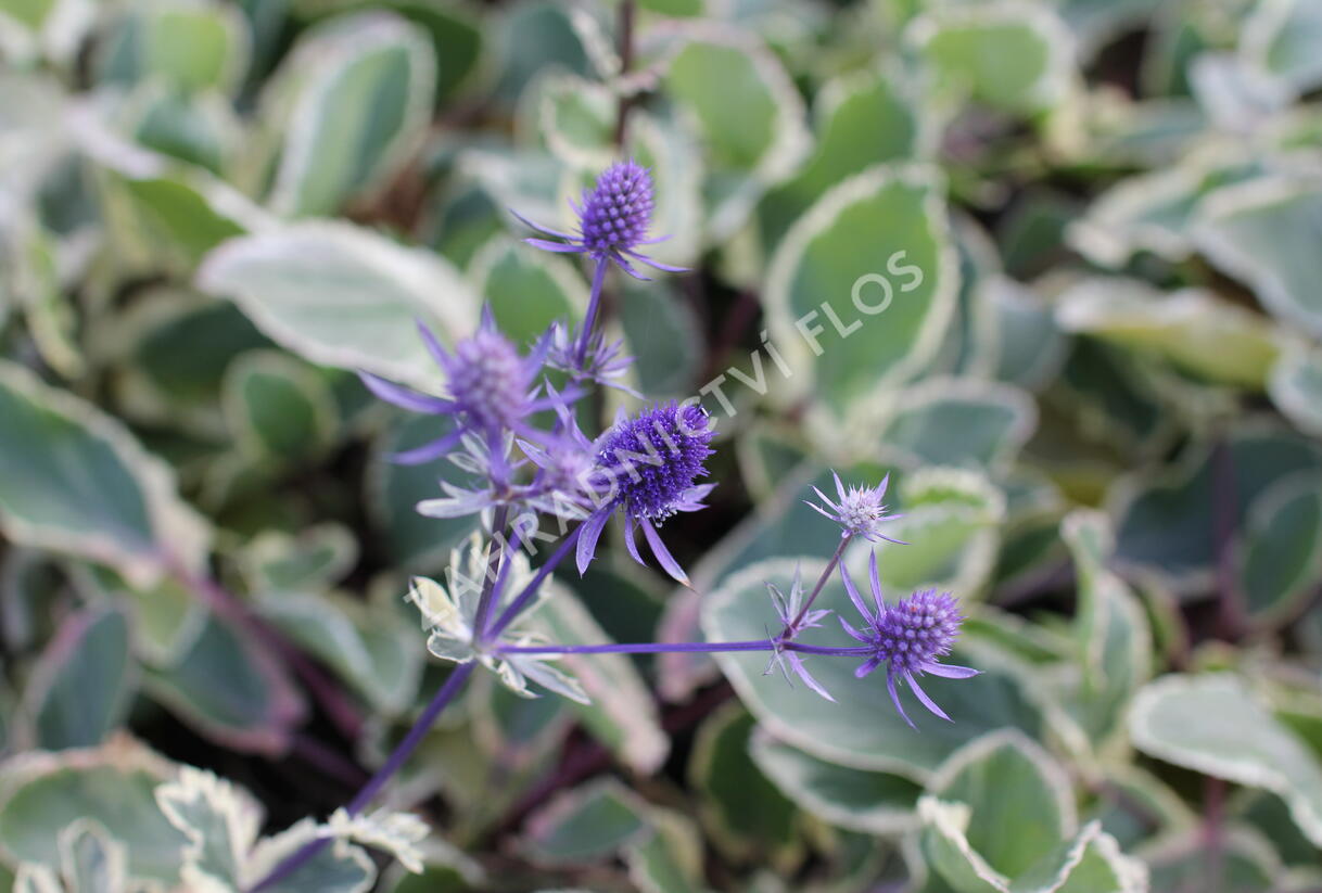 Máčka plocholistá 'Jade Frost' - Eryngium planum 'Jade Frost'