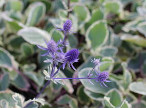 Máčka plocholistá 'Jade Frost' - Eryngium planum 'Jade Frost'